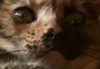 Screen Shot 2017-06-11 at 9.05.21 PM.png