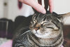 cat_stroking.jpg