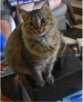Screenshot_1.png