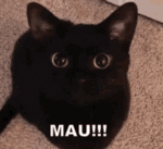 tenor (2).gif