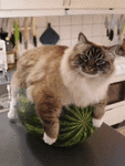 ezgif.com-gif-maker.gif