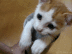 cat 1.gif