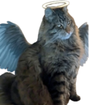 kingangelclear.png