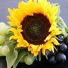 sunflowerladi